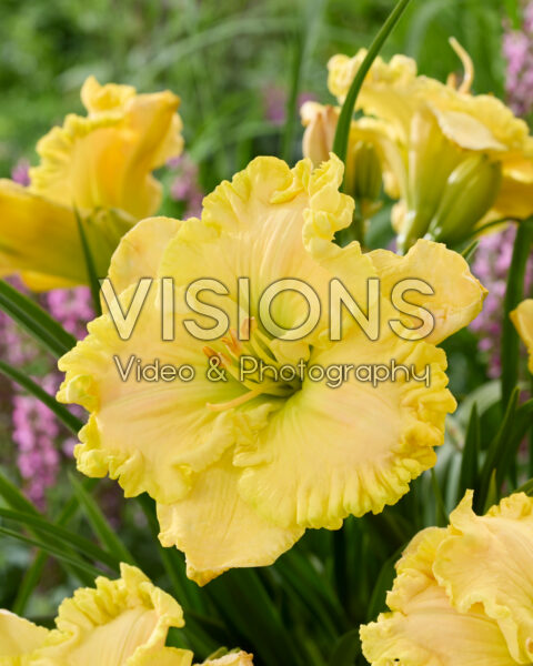 Hemerocallis Jarad Hemerocallis Jarad
