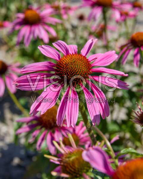 Echinacea Pink Summerlove