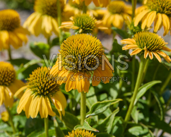 Echinacea Sunny Yellow Echinacea Sunny Yellow