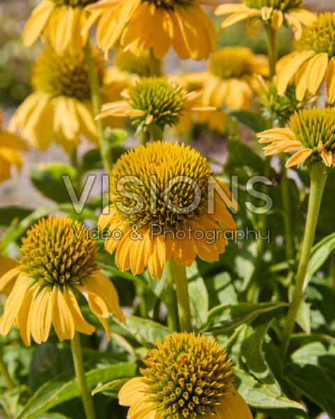 Echinacea Sunny Yellow Echinacea Sunny Yellow