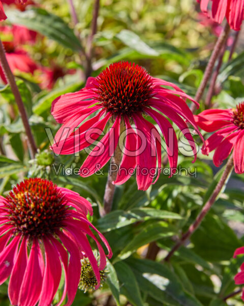 Echinacea Red Explosion Echinacea Red Explosion