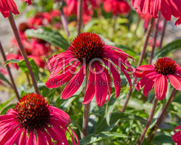 Echinacea Red Explosion Echinacea Red Explosion