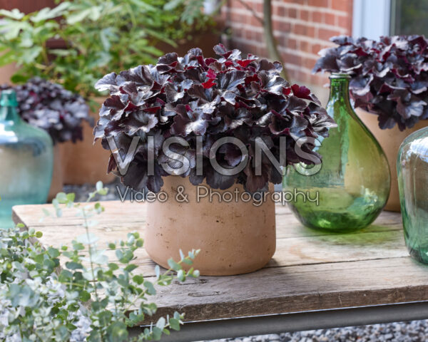 Heuchera Everglow Black Heuchera Everglow Black