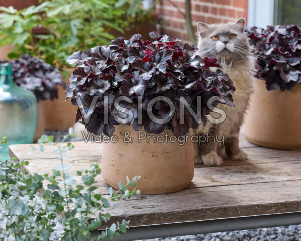 Heuchera Everglow Black Heuchera Everglow Black