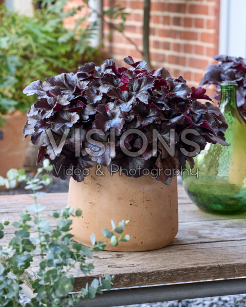 Heuchera Everglow Black