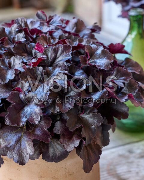 Heuchera Everglow Black Heuchera Everglow Black