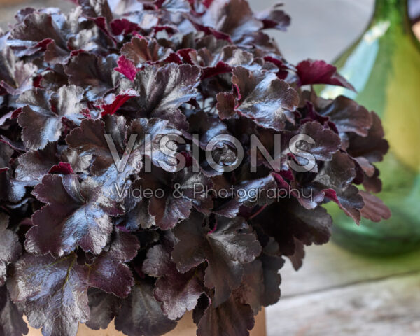 Heuchera Everglow Black