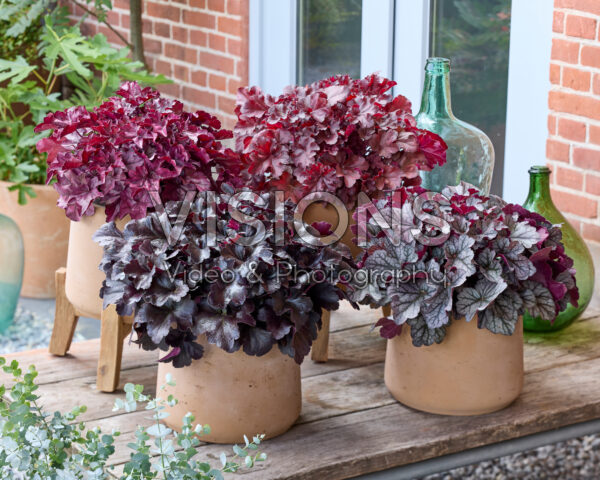 Heuchera Everglow collectie