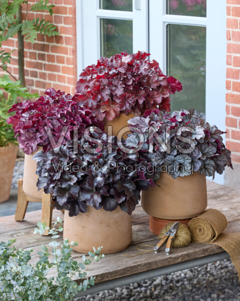 Heuchera Everglow collectie Heuchera Everglow collectie