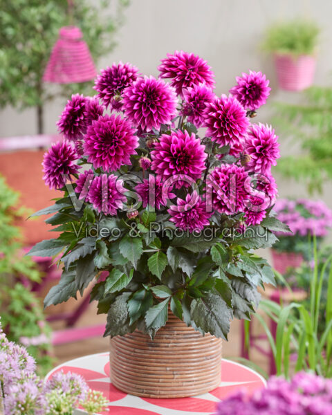 Dahlia coccinea Gardenetta® Velvet Crush Dahlia coccinea Gardenetta® Velvet Crush