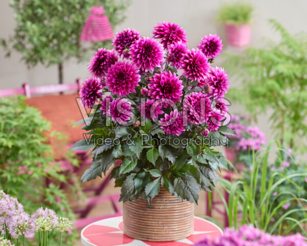 Dahlia coccinea Gardenetta® Velvet Crush