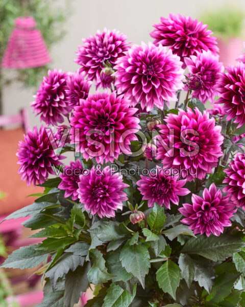 Dahlia coccinea Gardenetta® Velvet Crush Dahlia coccinea Gardenetta® Velvet Crush
