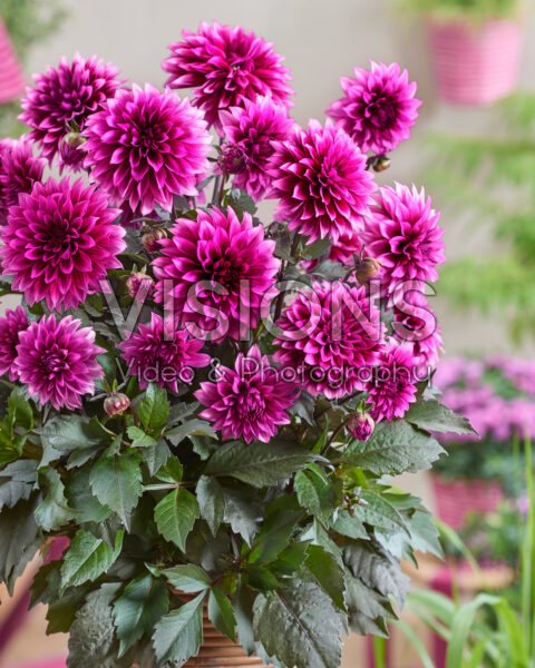 Dahlia coccinea Gardenetta® Velvet Crush