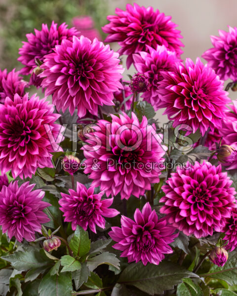 Dahlia coccinea Gardenetta® Velvet Crush Dahlia coccinea Gardenetta® Velvet Crush