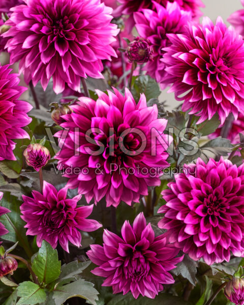 Dahlia coccinea Gardenetta® Velvet Crush Dahlia coccinea Gardenetta® Velvet Crush