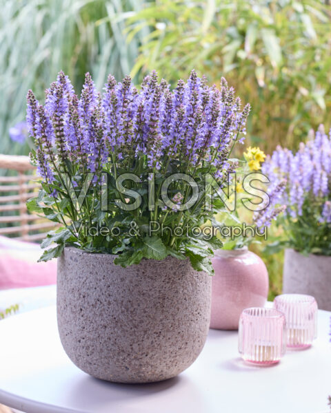 Salvia Big Sky Blue Bicolour Salvia Big Sky Blue Bicolour