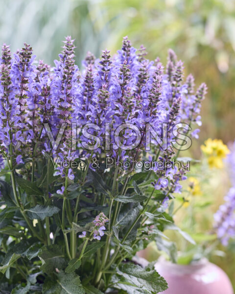 Salvia Big Sky Blue Bicolour Salvia Big Sky Blue Bicolour