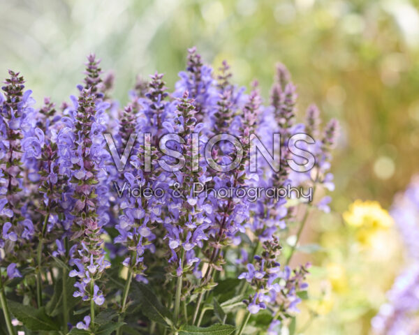 Salvia Big Sky Blue Bicolour Salvia Big Sky Blue Bicolour