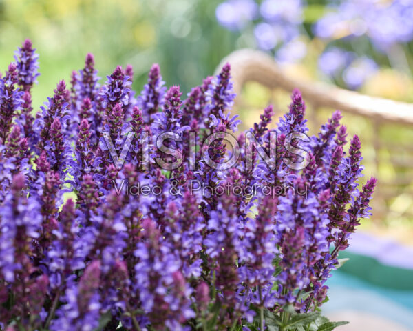 Salvia Big Blue Bicolour Salvia Big Blue Bicolour
