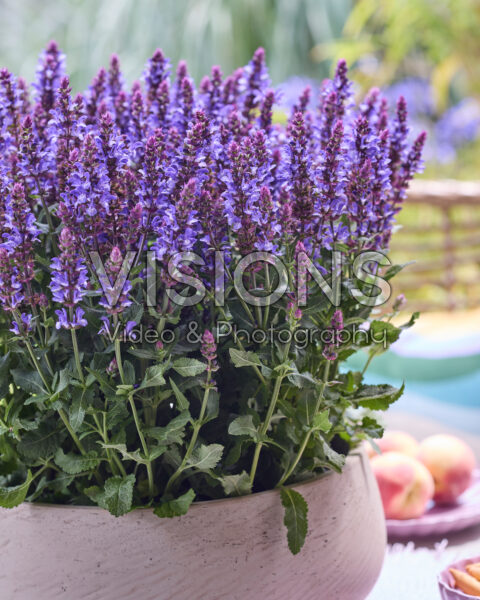 Salvia Big Blue Bicolour Salvia Big Blue Bicolour