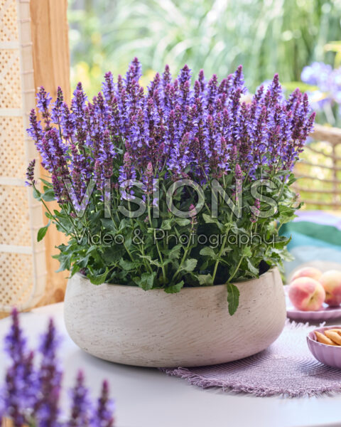 Salvia Big Blue Bicolour Salvia Big Blue Bicolour