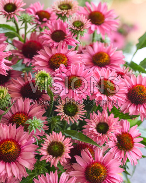 Echinacea Bandolero Echinacea Bandolero