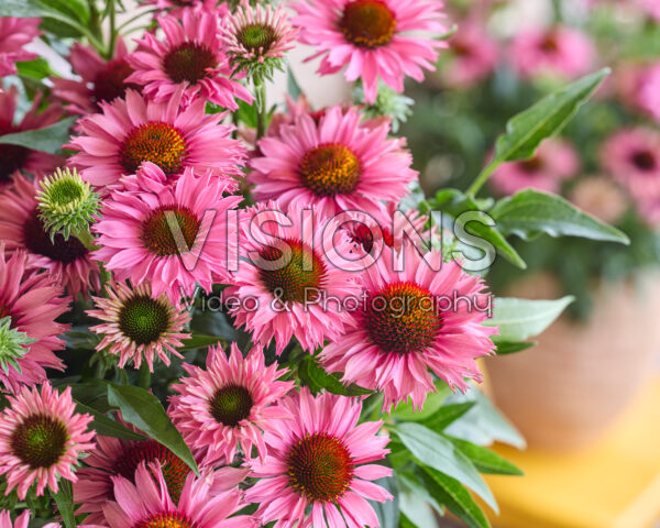 Echinacea Bandolero Echinacea Bandolero