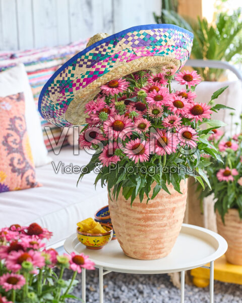 Echinacea Bandolero