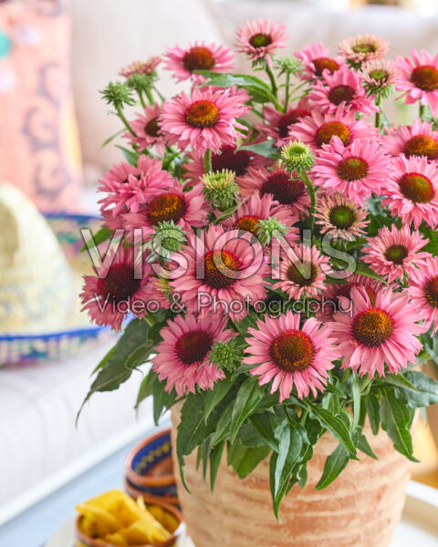 Echinacea Bandolero Echinacea Bandolero