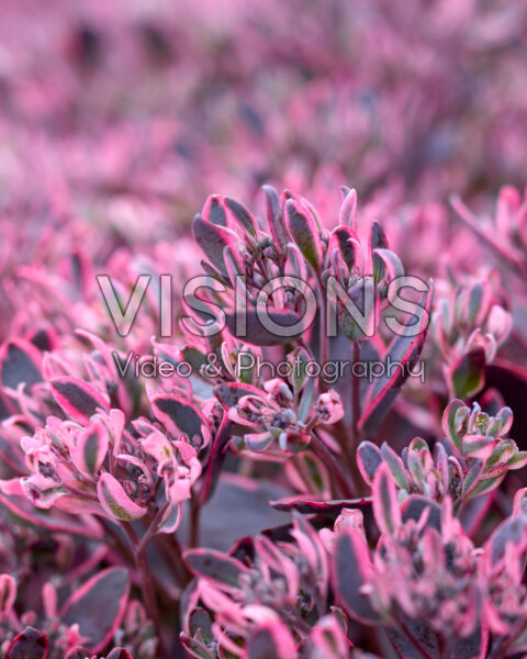 Sedum Sunsparkler® Dream Dazzler Sedum Sunsparkler® Dream Dazzler