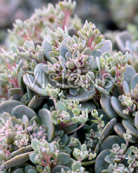 Sedum Sunsparkler® Cosmic Comet