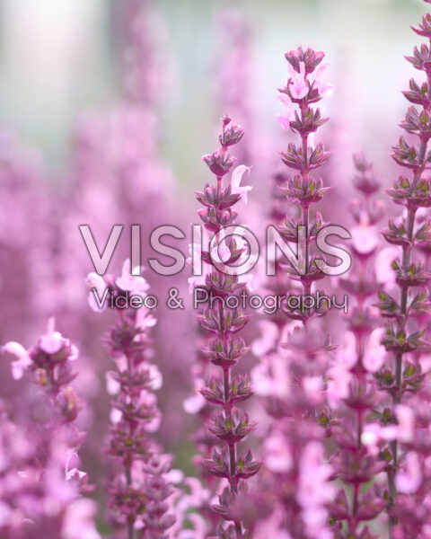 Salvia nemorosa Synchro Pink Salvia nemorosa Synchro Pink