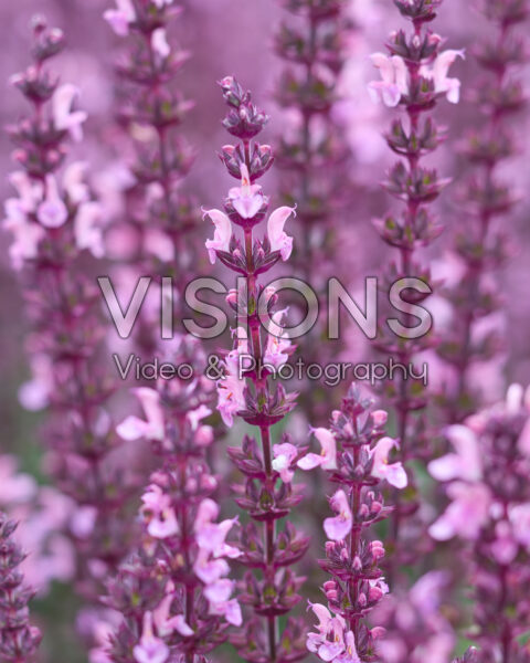 Salvia nemorosa Synchro Pink Salvia nemorosa Synchro Pink