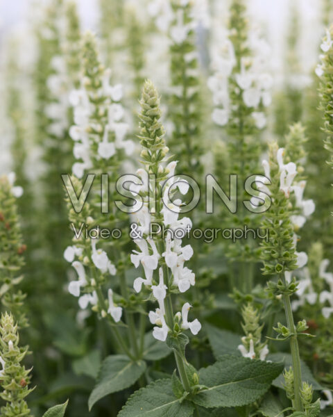 Salvia nemorosa Sensation Medium White Impression Salvia nemorosa Sensation Medium White Impression