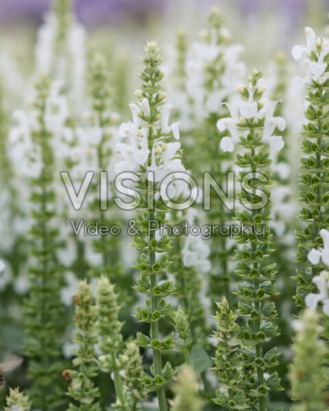 Salvia nemorosa Sensation Medium White Impression