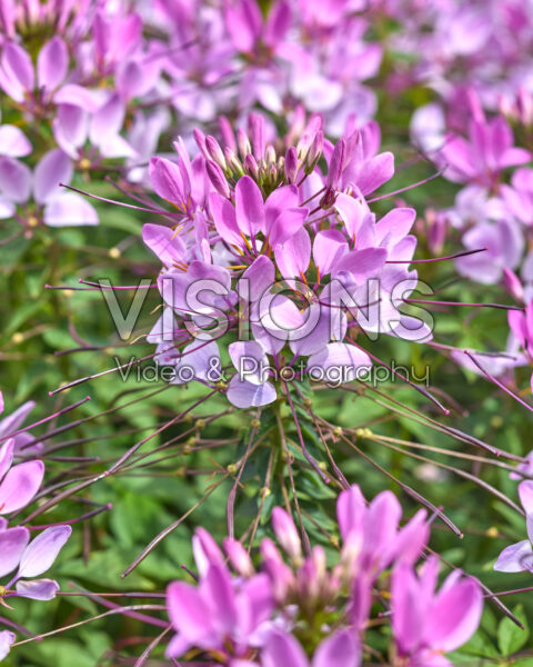 Cleome spinosa Lavender Dreams