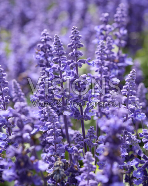 Salvia farinacea Mystic Spires Salvia farinacea Mystic Spires