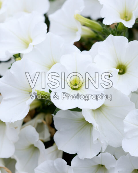 Petunia grandiflora Viva® Snowy White Petunia grandiflora Viva® Snowy White