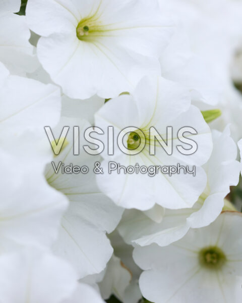 Petunia grandiflora Viva® Snowy White Petunia grandiflora Viva® Snowy White