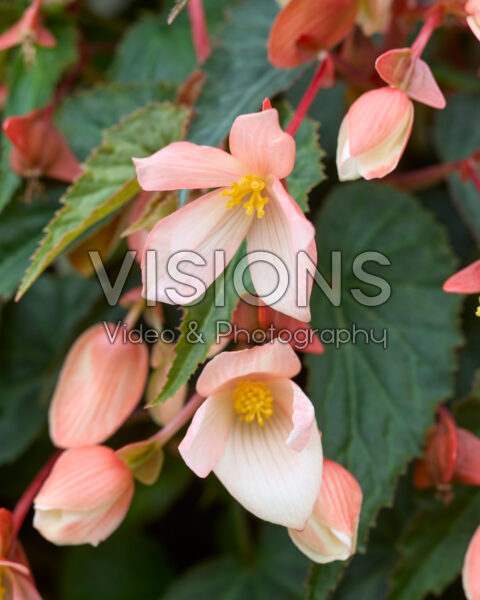 Begonia boliviensis Groovy Salmon Bicolour