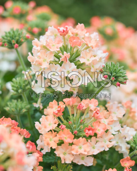 Verbena peruviana VenturiĀ® Peach Verbena peruviana VenturiĀ® Peach