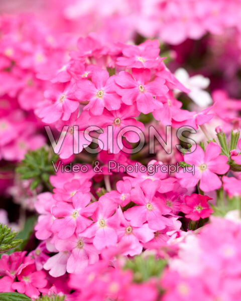 Verbena peruviana VenturiĀ® Neon Pink Verbena peruviana VenturiĀ® Neon Pink