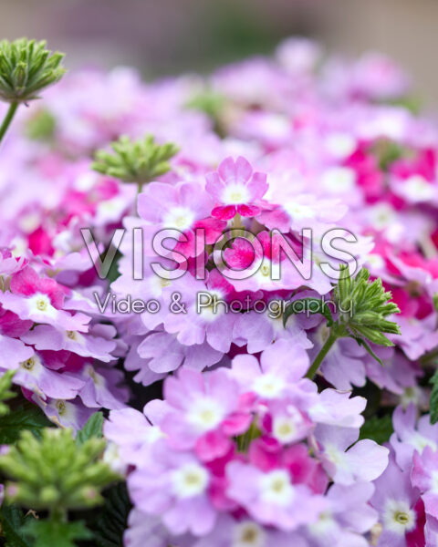 Verbena peruviana Venturi® Bicolour Purple Verbena peruviana Venturi® Bicolour Purple