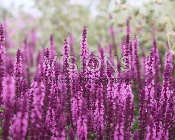 Salvia nemorosa Caradonna Compact Pink Salvia nemorosa Caradonna Compact Pink
