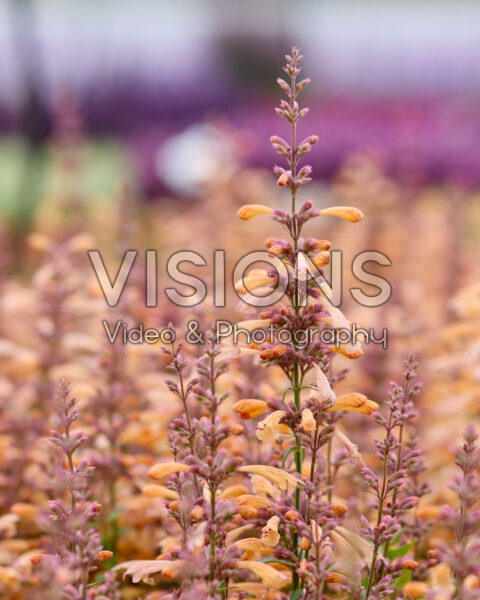 Agastache mexicana Summerlong™ Peach