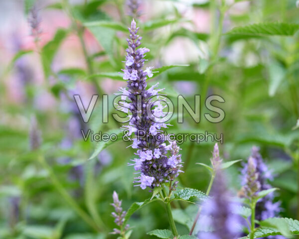 Agastache Astello Indigo Agastache Astello Indigo