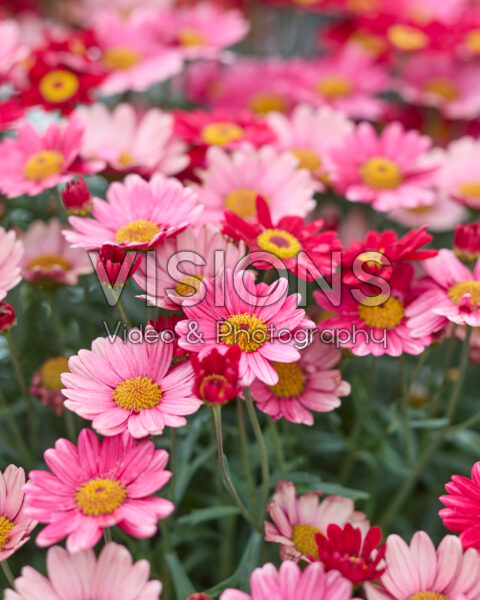 Argyranthemum frutescens Santorini Bright Red Argyranthemum frutescens Santorini Bright Red