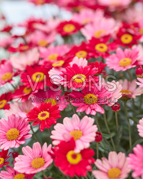 Argyranthemum frutescens Santorini Bright Red
