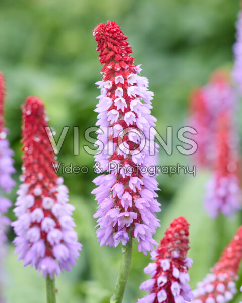 Primula vialii Red and Rose