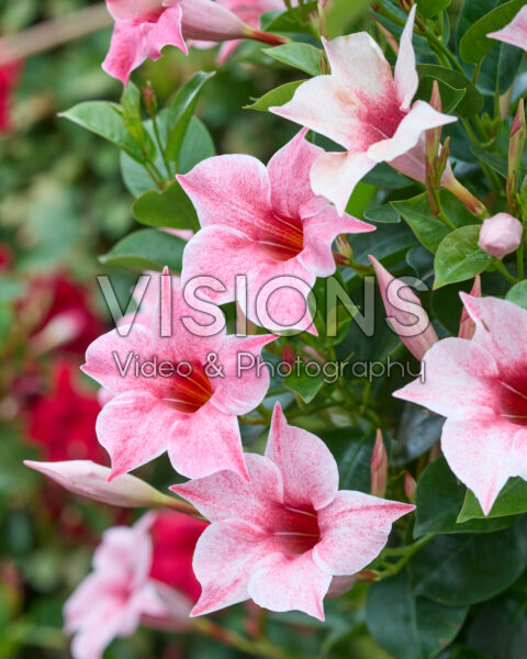 Mandevilla Sundaville® Flamingo Pink Mandevilla Sundaville® Flamingo Pink